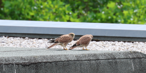 Zwei junge Falken sitzen auf dem Dach der Stadtverwaltung Jena.