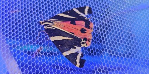 Die Spanische Flagge - ein nach europäischem Recht streng geschützter Nachtfalter - sitzt beim Lichtfang auf einem Netz.