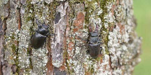 Ein weiblicher und ein männlicher Hirschkäfer sitzen auf einem Baum.