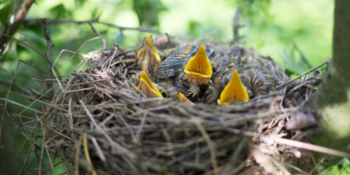 Die geöffneten Schnäbel von Jungvögeln, die gefüttert werden wollen, gucken aus einem Nest.