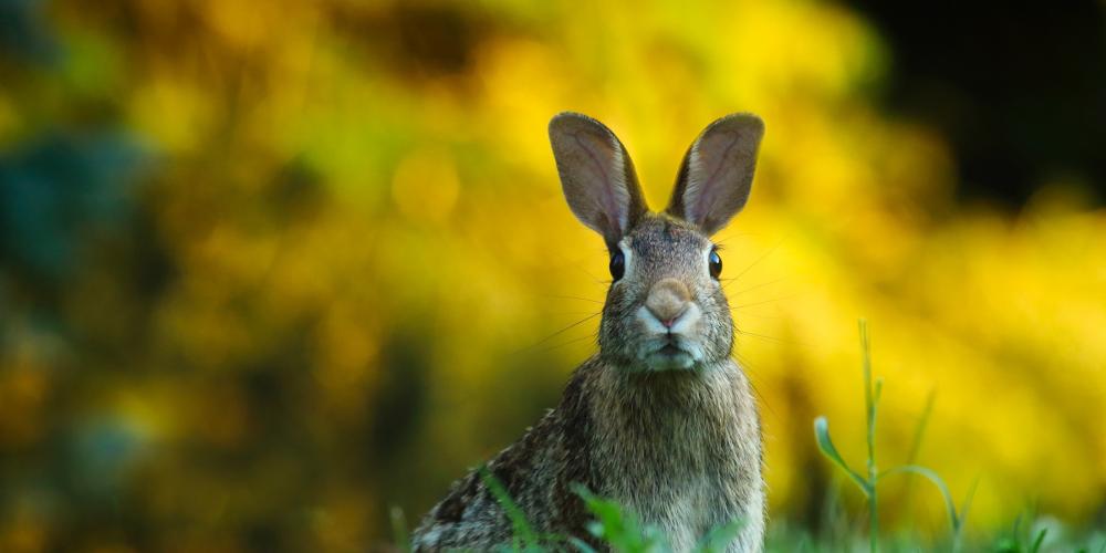 Ein Hase schaut in Richtung des Betrachtenden