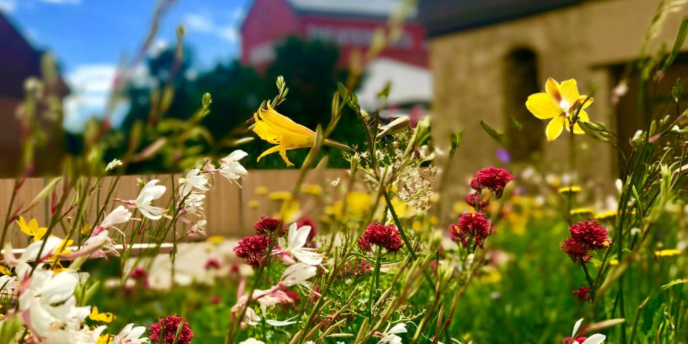 bunte Blumen im Vordergrund, verschwommene im Hintergrund: Gebäude und blauer Himmel