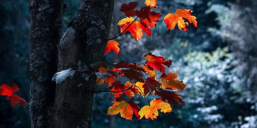 Ein Baum mit herbstlichen Blättern