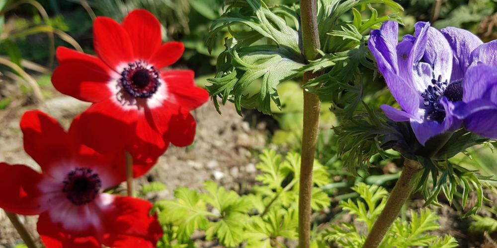 Blau und rot blühende Blumen