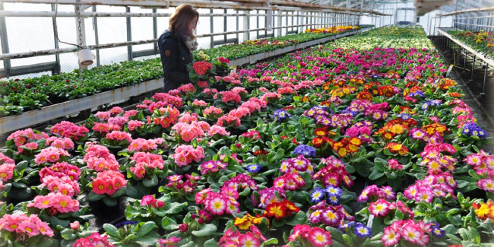 Eine Frau mit vielen Blumen