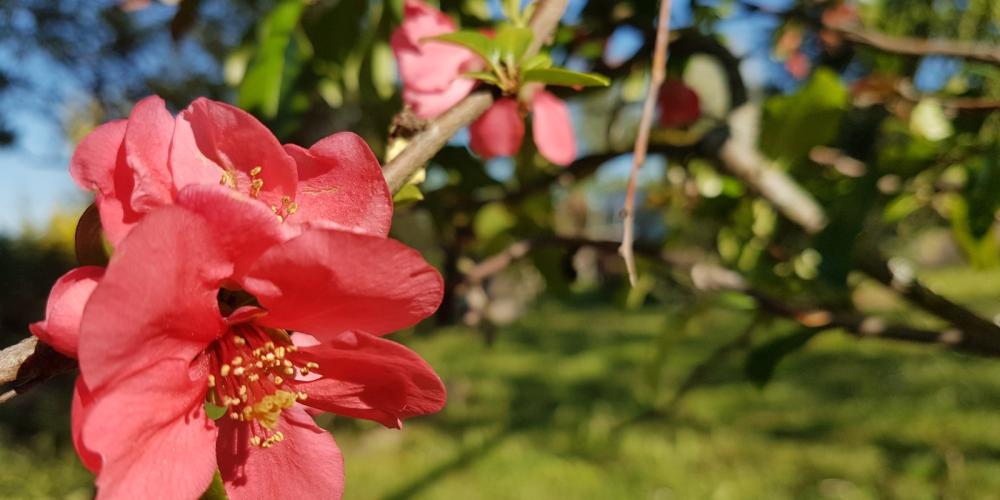 Rot blühende Blüte an einem Strauch im Freien auf einer Wiese