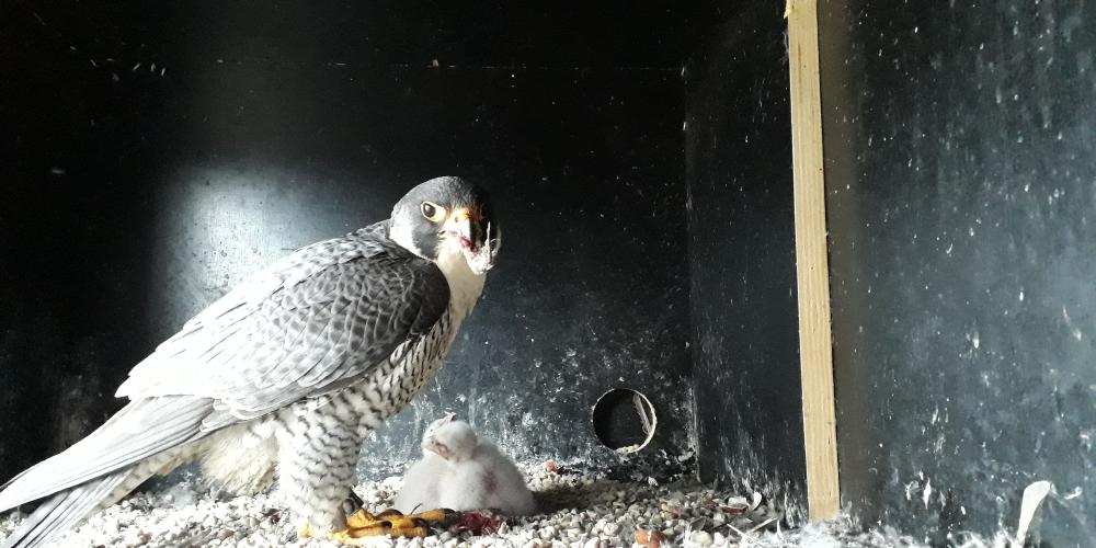 Ein männlicher Wanderfalke füttert zwei Jungtiere.