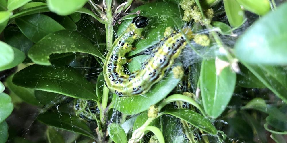 Eine Raupe zwischen Blättern