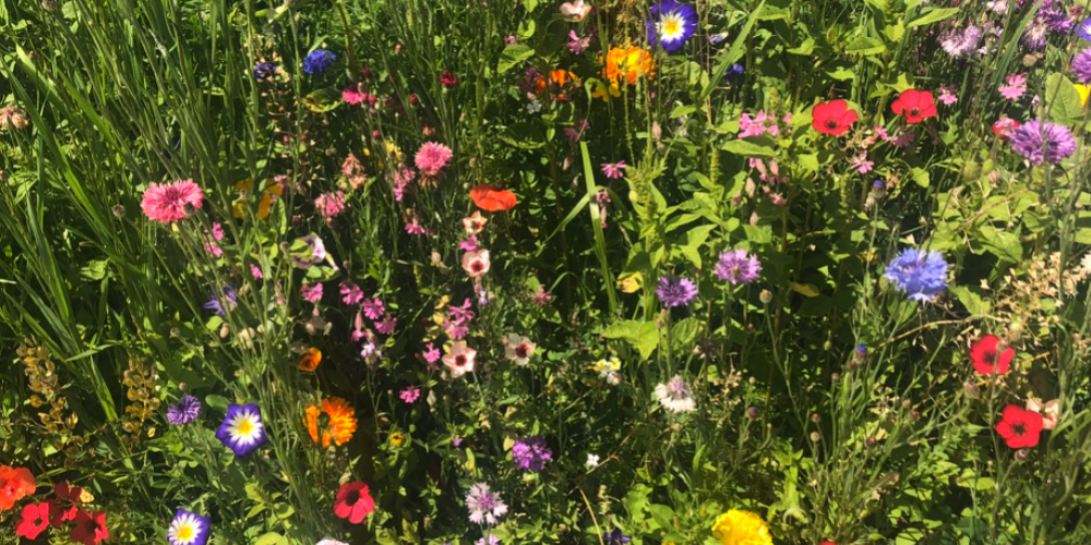 Eine Wiese mit vielen Blumen