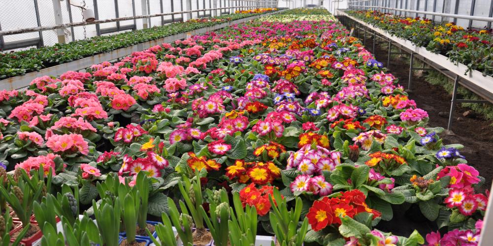 Blumenreihen in einem Gewächshaus