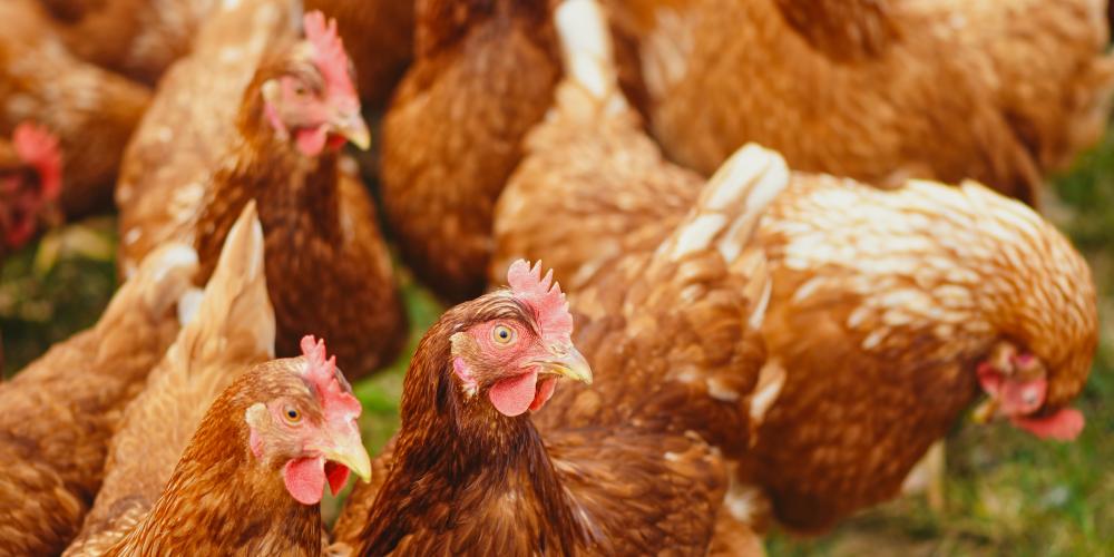 Eine Gruppe von Hühnern