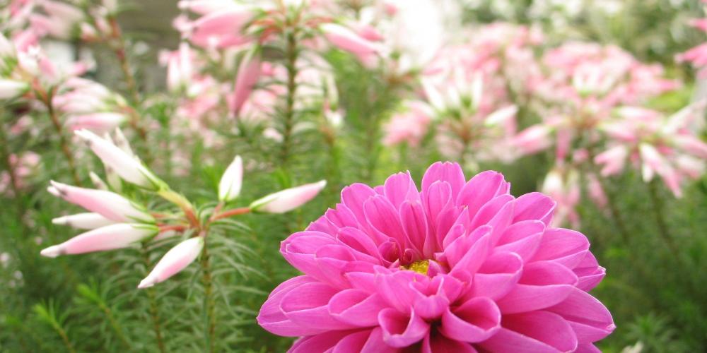 Blühende Pflanzen in einem Gewächshaus