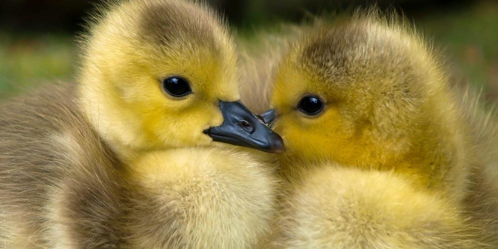 Zwei Entenkücken schnäbeln miteinander