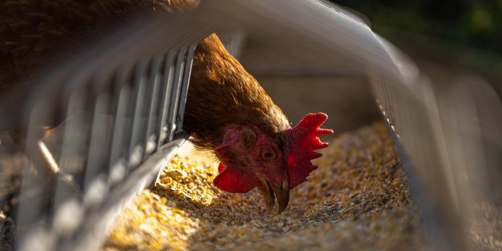 Ein Huhn in einem Stall pickt Körner auf