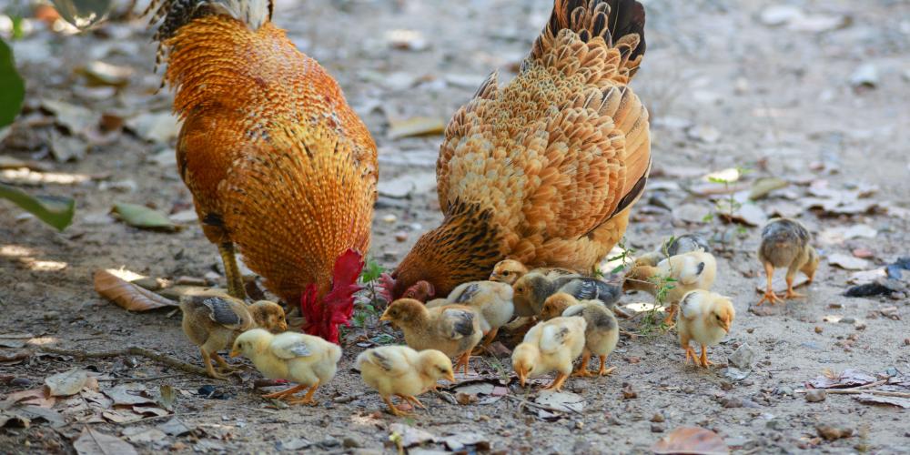 Hühner und Kücken picken draußen Körner