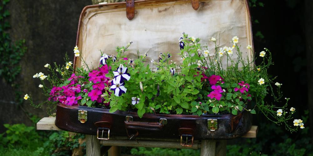 Ein Koffer voller blühender Pflanzen