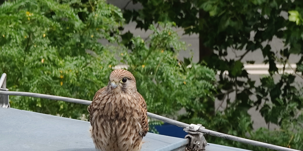 Ein junger Tumfalke sitzt auf dem Dach der Stadtverwaltung.