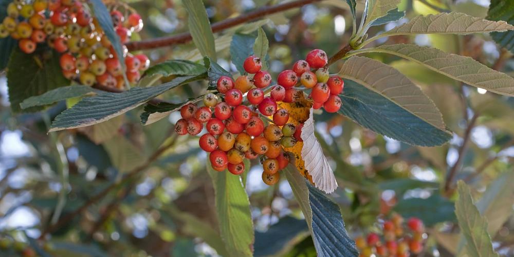 Echten Mehlbeere: Beeren in der Nahaufnahme