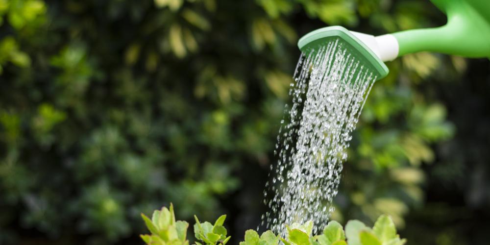 MIt einer Gießkanne wird eine Pflanze gegossen, die auf einer Wiese steht.