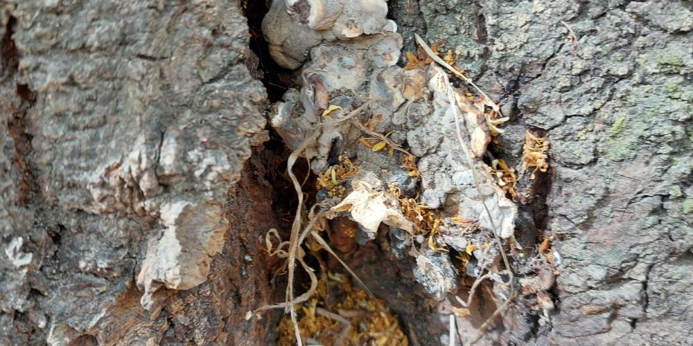 Eine Linde ist mit einem Brandkrustenpilz befallen.