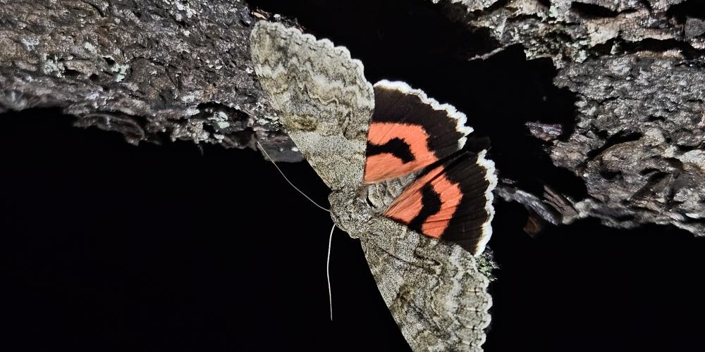 Der Falter "Roter Ordensband" sitzt auf einem Ast.