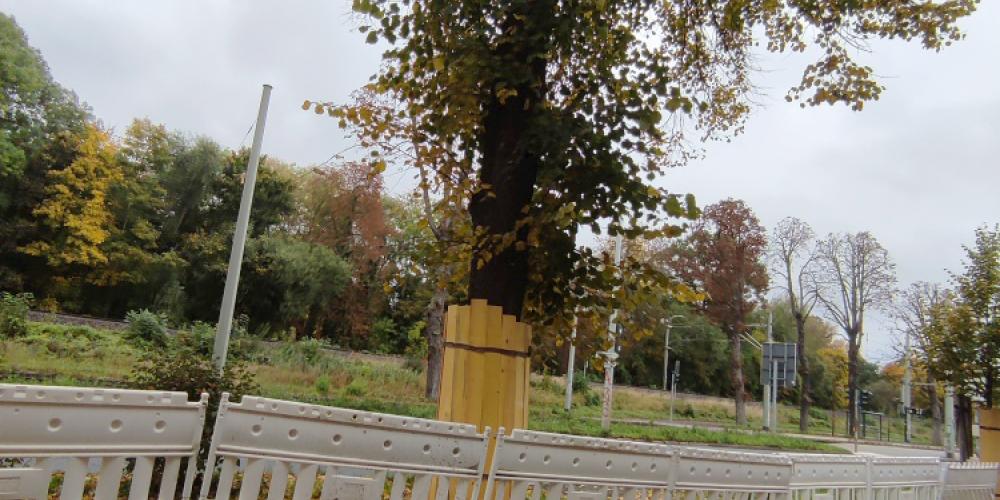 Eine Linde steht am Straßenrand. Direkt vor ihr befindet sich eine Baustelle.