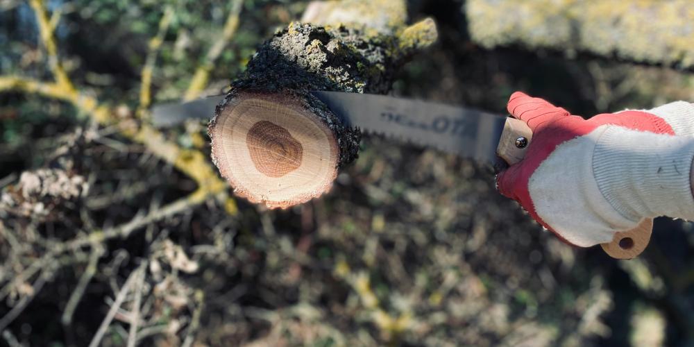 Jemand hält eine Säge in der Hand und schneidet damit einen Baumstamm durch