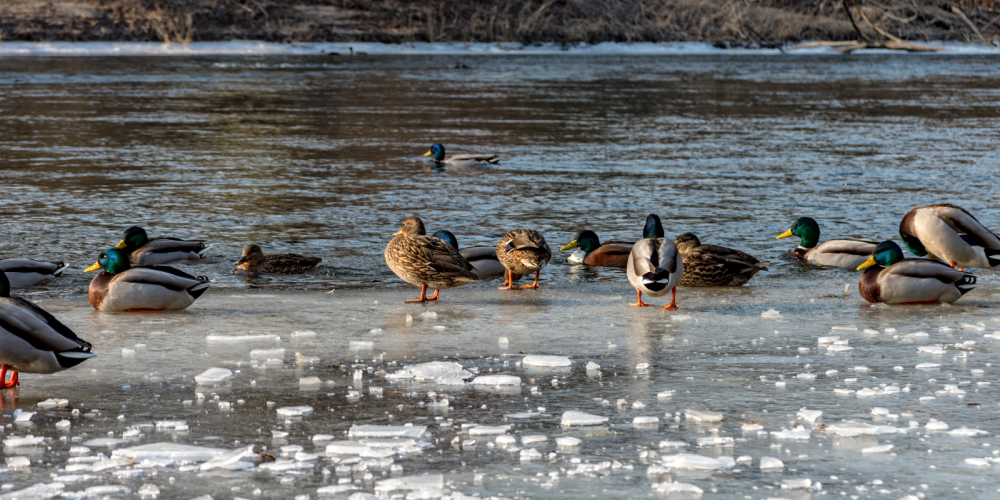 Enten auf zugefrorenem Fluss