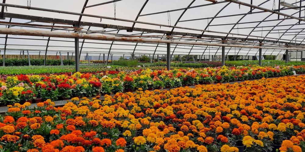 Blick in ein Gewächshaus mit Blumen