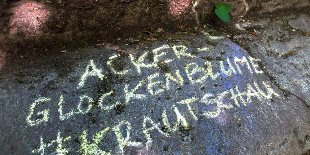 Eine Pflanze wächst am Straßenrand. Mit Kreide steht danebnen "Ackerglockenblume #Krautschau"