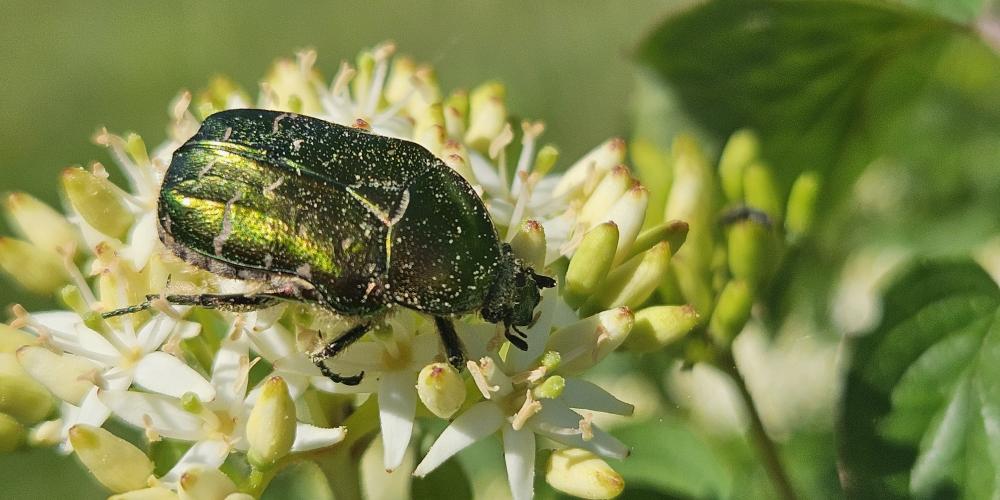 Ein Goldglänzender Rosenkäfer sitzt auf einer Blüte.