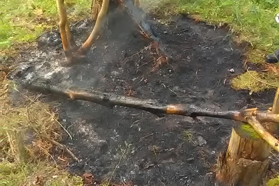 Ein Brandfleck im Wald