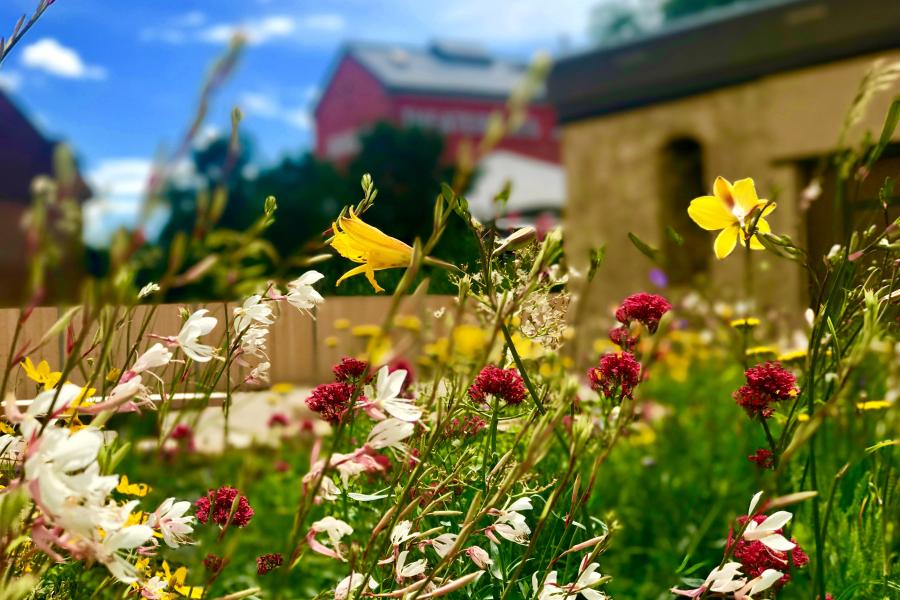bunte Blumen im Vordergrund, verschwommene im Hintergrund: Gebäude und blauer Himmel