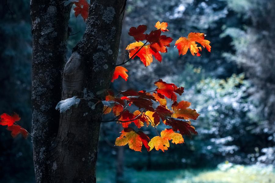 Ein Baum mit herbstlichen Blättern