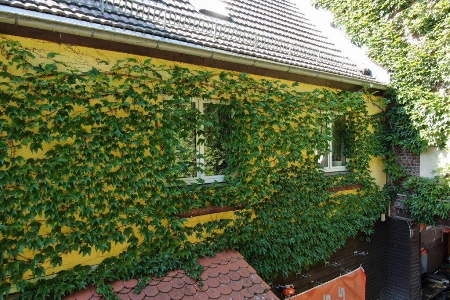 Eine Fassade mit Grünranken