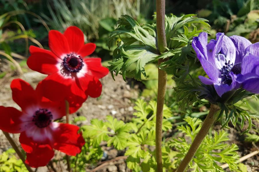 Blau und rot blühende Blumen