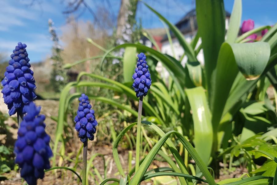 Mehrere in Traubenform blühende dunkelblaue Blumen in einem Beet