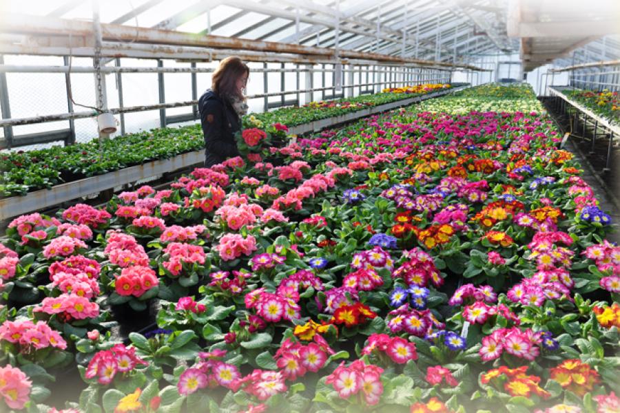 Eine Frau mit vielen Blumen