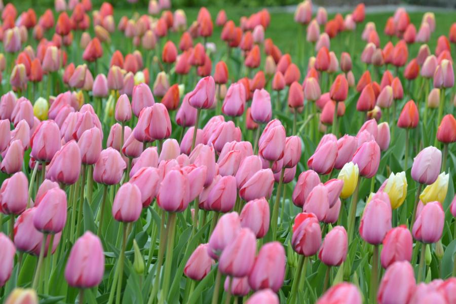 Feld mit vielen lilalen Tulpen