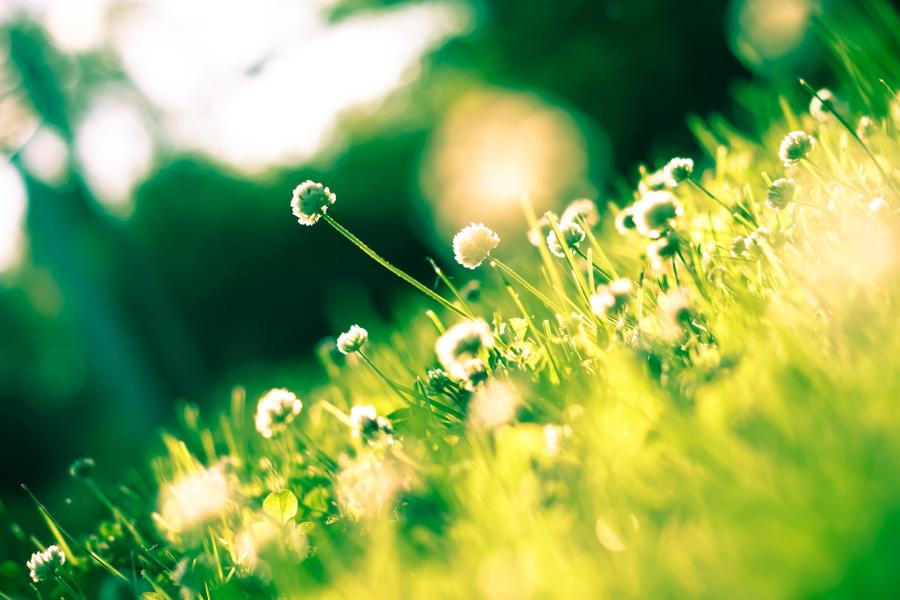 Gänseblümchen auf einer Wiese im Sonnenlicht