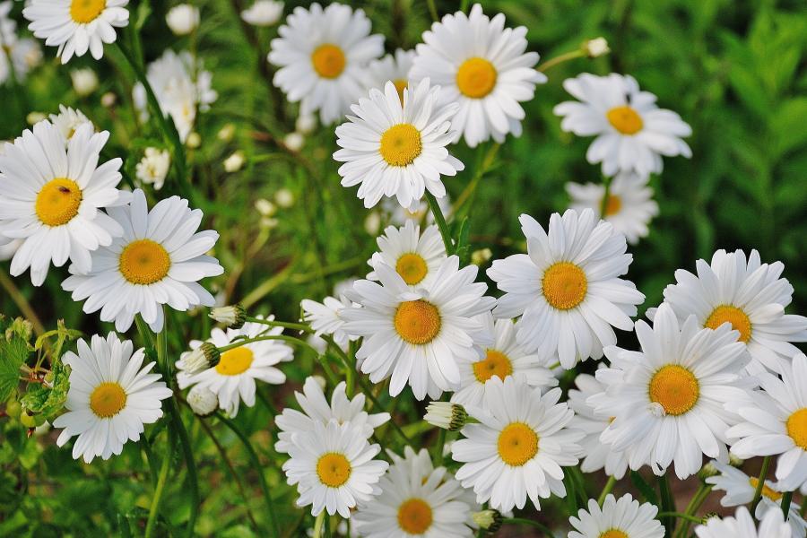 Wiese mit Gänseblümchen