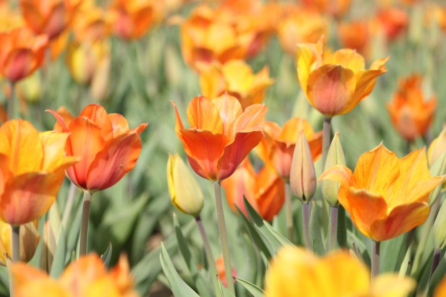 Orange-Rote Tulpen auf einem Feld