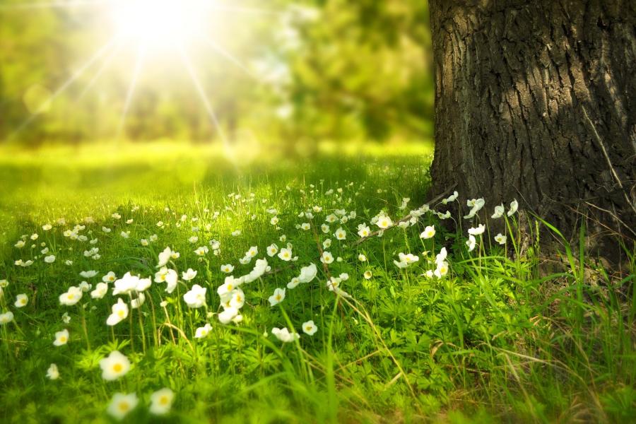 Gegenlichtaufnahme mit grüner Wiese weißen Blumen und einem Baum.