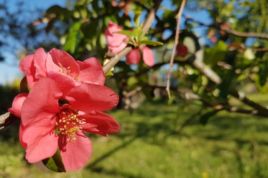 Rot blühende Blüte an einem Strauch im Freien auf einer Wiese