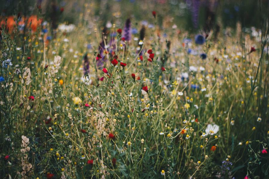Ein Wiese mit vielen Blumen