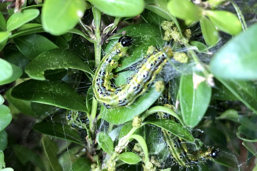 Eine Raupe zwischen Blättern