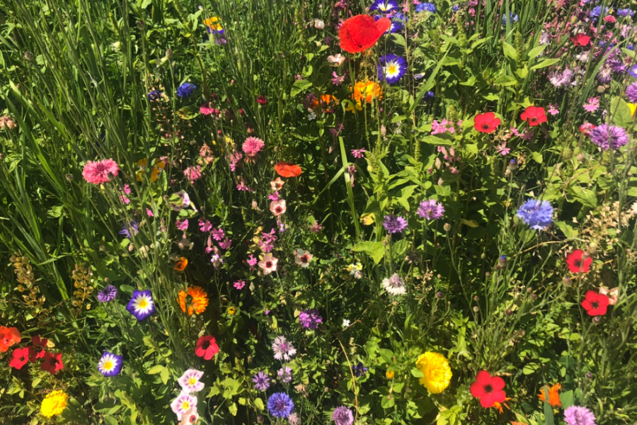 Eine Wiese mit vielen Blumen