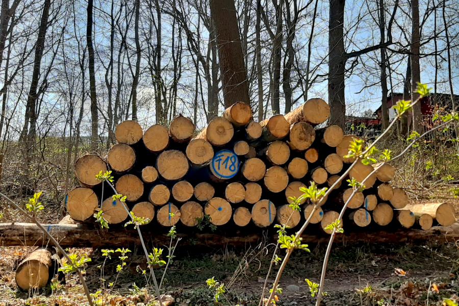 Gefällte Baumstämme im Wald