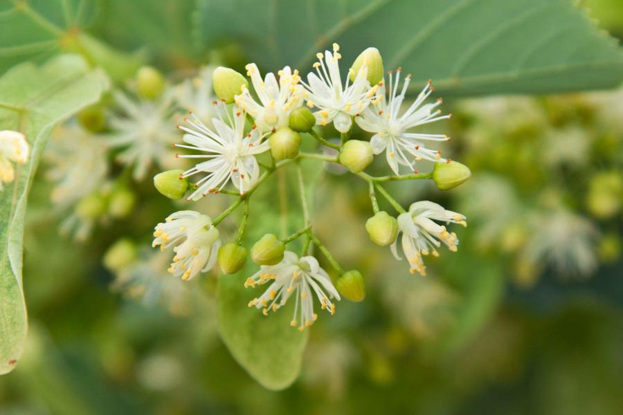 Eine Lindenblüte