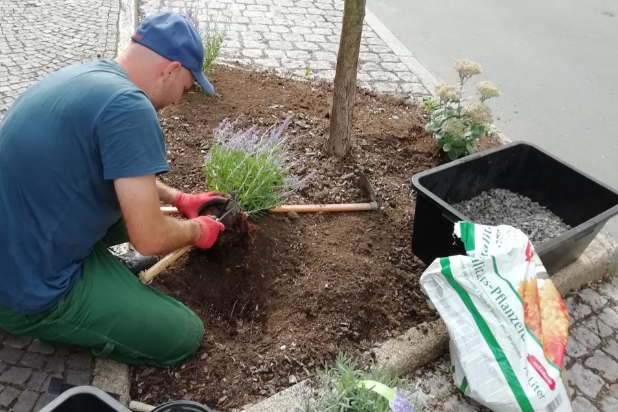 Ein Mann pflegt einen Baum im Straßenraum 